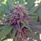Sweet Cheese F1 Fast Version Seeds