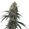 Sin Tra Bajo Auto fem Auto Seeds
