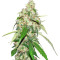 Top Dawg Seeds - Cannabis Strain Seeds for Sale