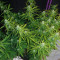 Sugar Black Rose Auto feminized seeds