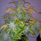 Industrial Plant Autoflowering CBD Seeds