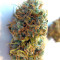 Wappa feminized seeds