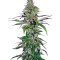 Northern Lights Seeds (Pyramid Seeds)