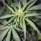 Stardawg Auto Seeds