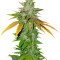 TNT Kush Seeds - Cannabis Strain Seeds for Sale