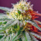 Killer Kush F1 Fast Version Seeds