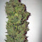 Auto New York City Seeds