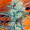 White Rhino regular seeds