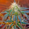 Top Dawg Seeds - Cannabis Strain Seeds for Sale