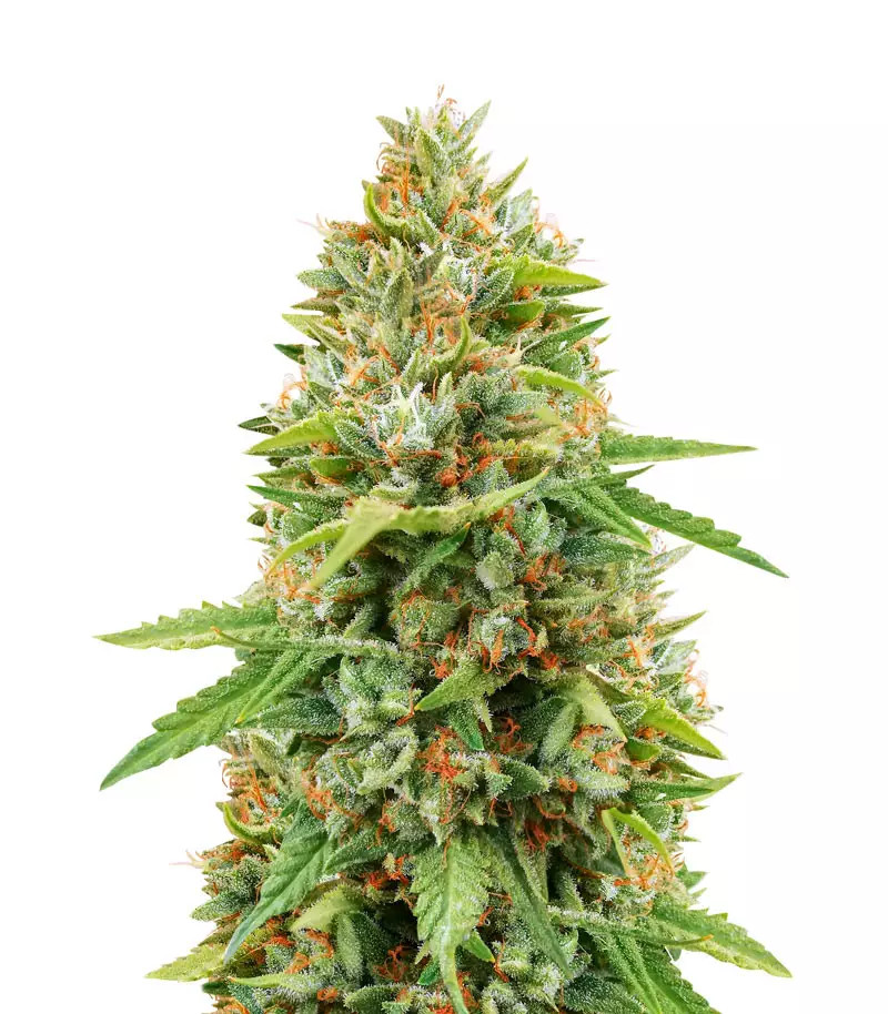 Do-si-Dos (Herbies Seeds)