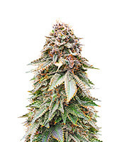 Blackberry Moonrocks Seeds (AlphaFem Seeds)