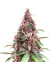 Keepers OG Seeds (Seedkeepers)