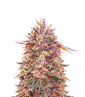 G13 Auto (Herbies Seeds)