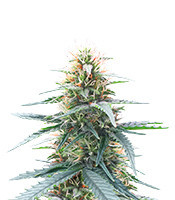 Northern Lights 10 of 10 Seeds (Seedkeepers)
