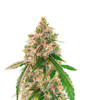 Wedding Cake Autoflower Feminized Seeds (EGS)