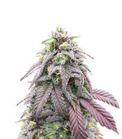 Bay Burger Seeds (Delicious Seeds)