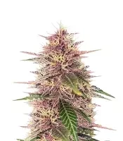 Humboldt Dream Seeds (Humboldt Seed Company)