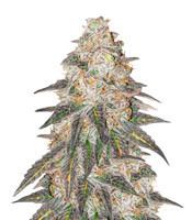 Runtz Punch Seeds (Herbies Seeds)
