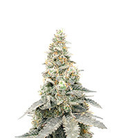 Purple Punch F1 Seeds (Seedkeepers)
