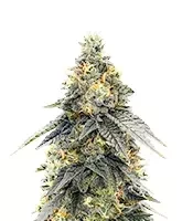 G.S. Cookies Seeds (Humboldt Seed Company)