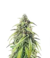 Pound Cake Auto Seeds