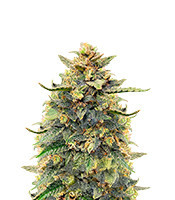 Critical Mass Auto (Herbies Seeds)