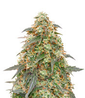 Tangerine Dream Auto Seeds from Barney’s Farm