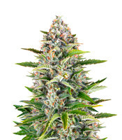 Gorilla Z Seeds (Barney’s Farm)