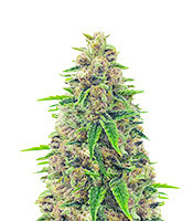 Totally Alpha OG Seeds (AlphaFem Seeds) - Cannabis Strain Seeds for Sale