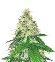 Apple Betty Seeds