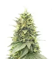 Cherry Poppers Seeds (Barney's Farm)