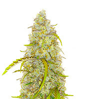 Black Herer Seeds (EGS)