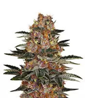 Purple Punch Auto Seeds
