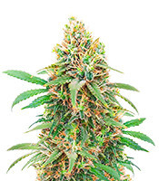 I'm Alive Seeds (AlphaFem Seeds)