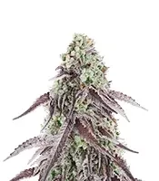 Granny Candy Seeds (Humboldt Seed Company)