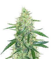 Apple Strudel Auto Seeds
