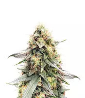 Northern Lights #10 (Herbies Seeds)