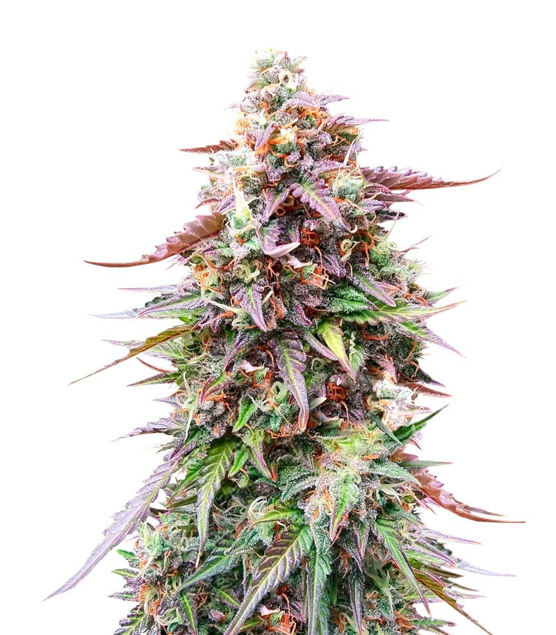 Do-Si-Dos Autoflower (Herbies Seeds)