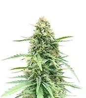 Vanilla Latte Autoflower Feminized Seeds (Humboldt Seed Company)