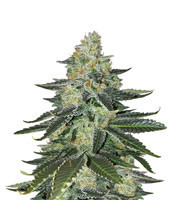 Purple Kush Seeds