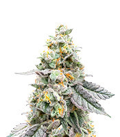 Gelato 41 x Gelato 41 Auto Seeds