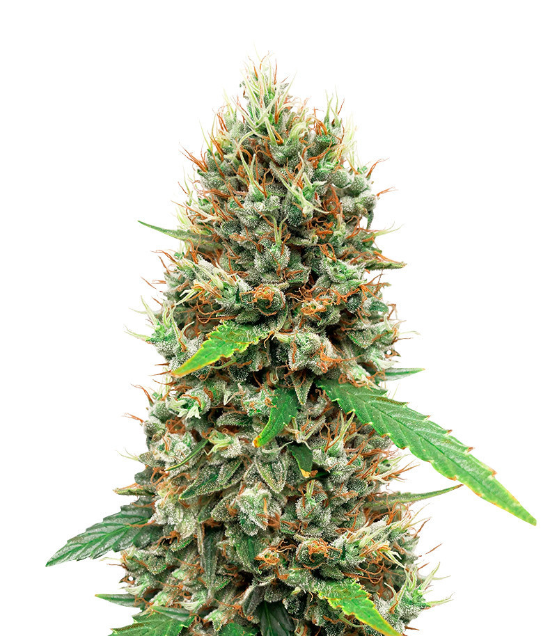 White Widow Autoflower (Herbies Seeds)