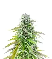 Florida Sunrise Seeds (Seedkeepers)