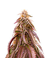 Dozywelly OG Seeds (AlphaFem Seeds)