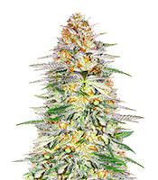 Alpha 21 Seeds (AlphaFem Seeds)