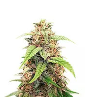 Gorilla Glue (Herbies Seeds)