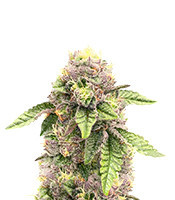 Sticky Sherbert GG Seeds (Seedkeepers)