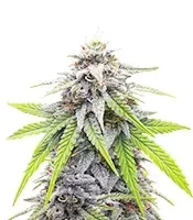 Donutz Seeds (Humboldt Seed Company)