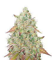 Grandmommy Purple Seeds (Herbies Seeds)