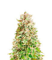 Forbidden Fruit (Herbies Seeds)